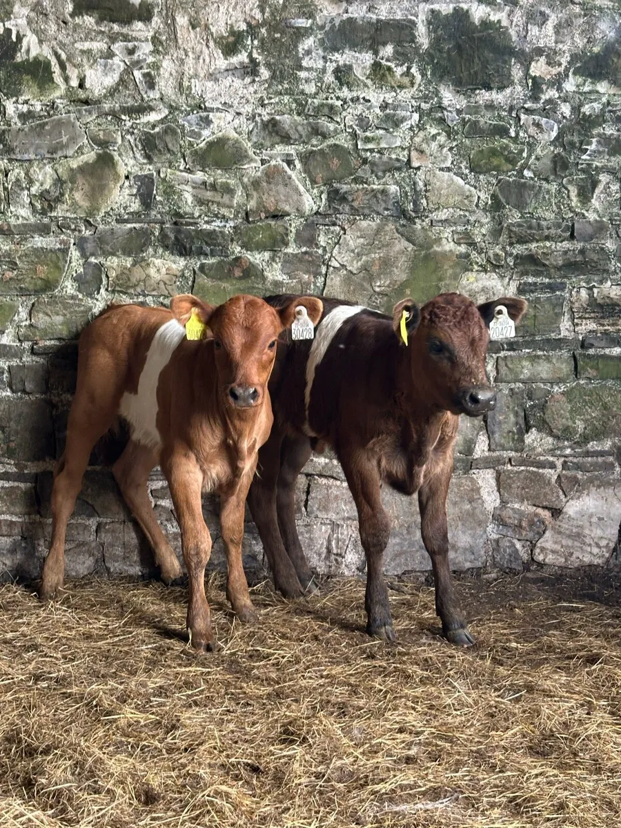 🌟2 super suckler bred lim heifer calves 🌟 - Image 1