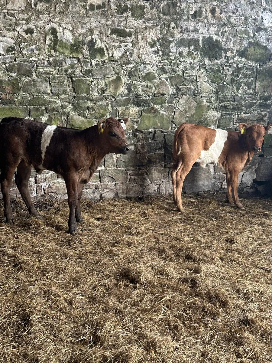 🌟2 super suckler bred lim heifer calves 🌟 - Image 2