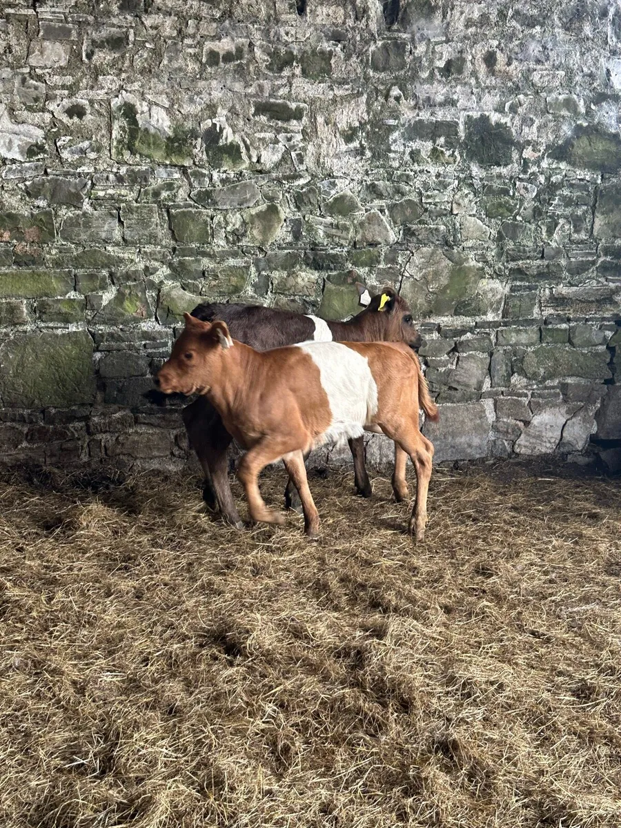 🌟2 super suckler bred lim heifer calves 🌟 - Image 3