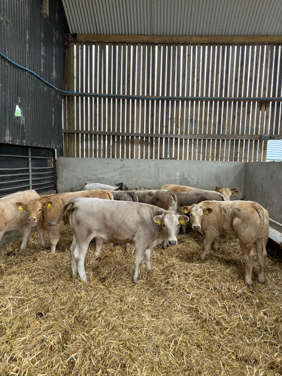 Charolais and lim heifers - Image 1