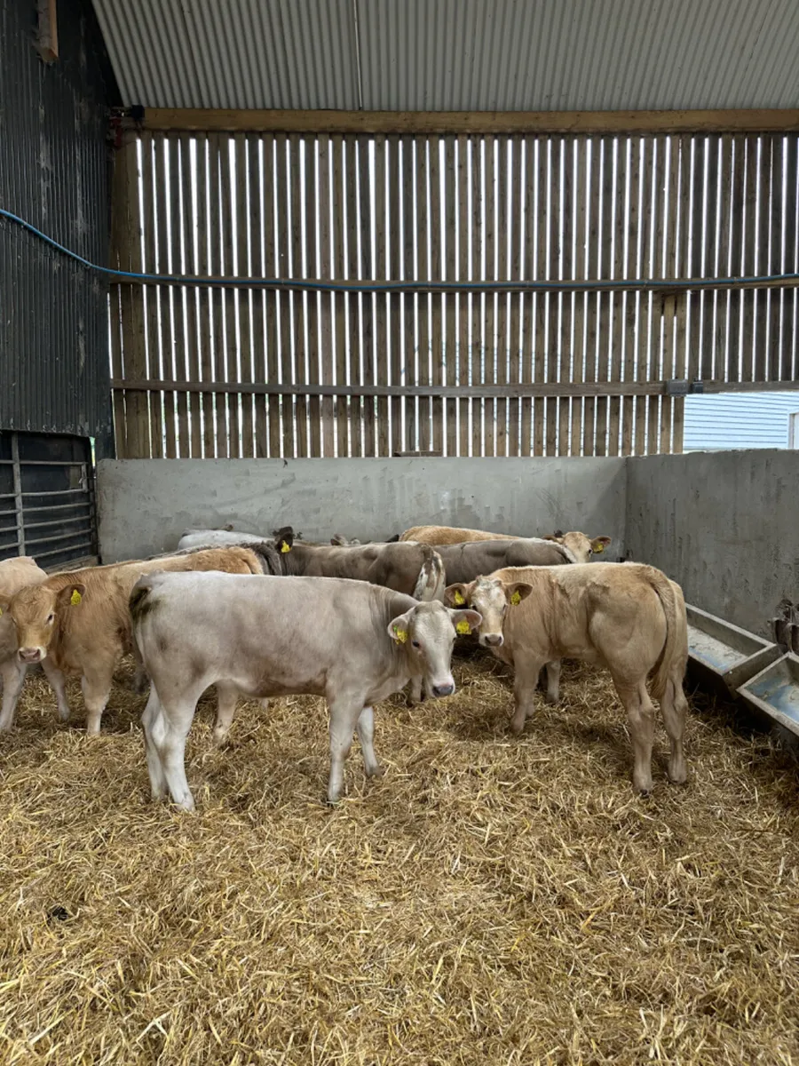 Charolais and lim heifers - Image 2
