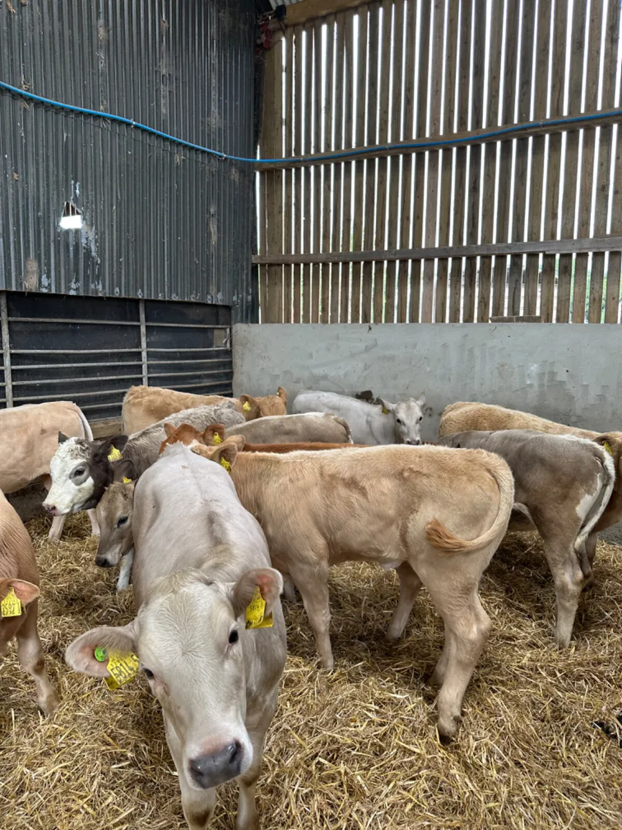 Charolais and lim heifers - Image 4