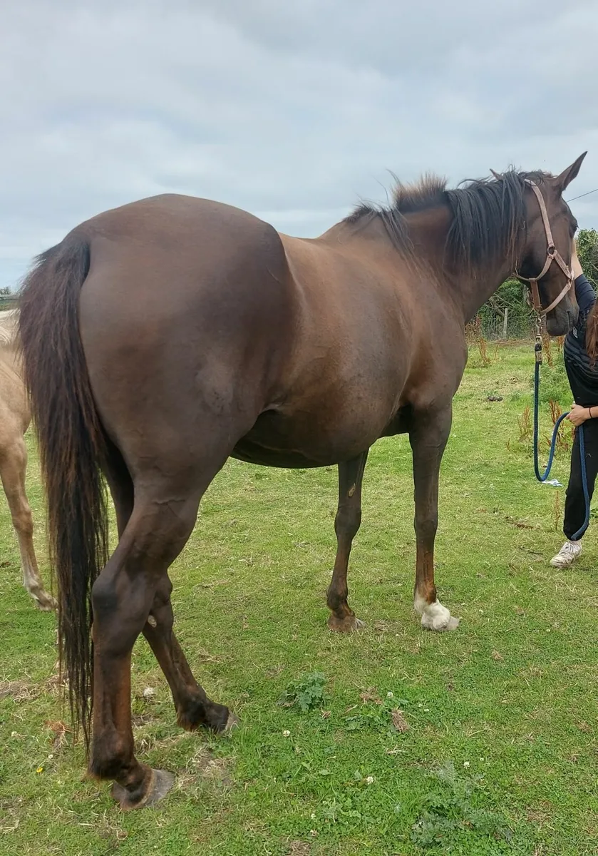 Horse - Image 1