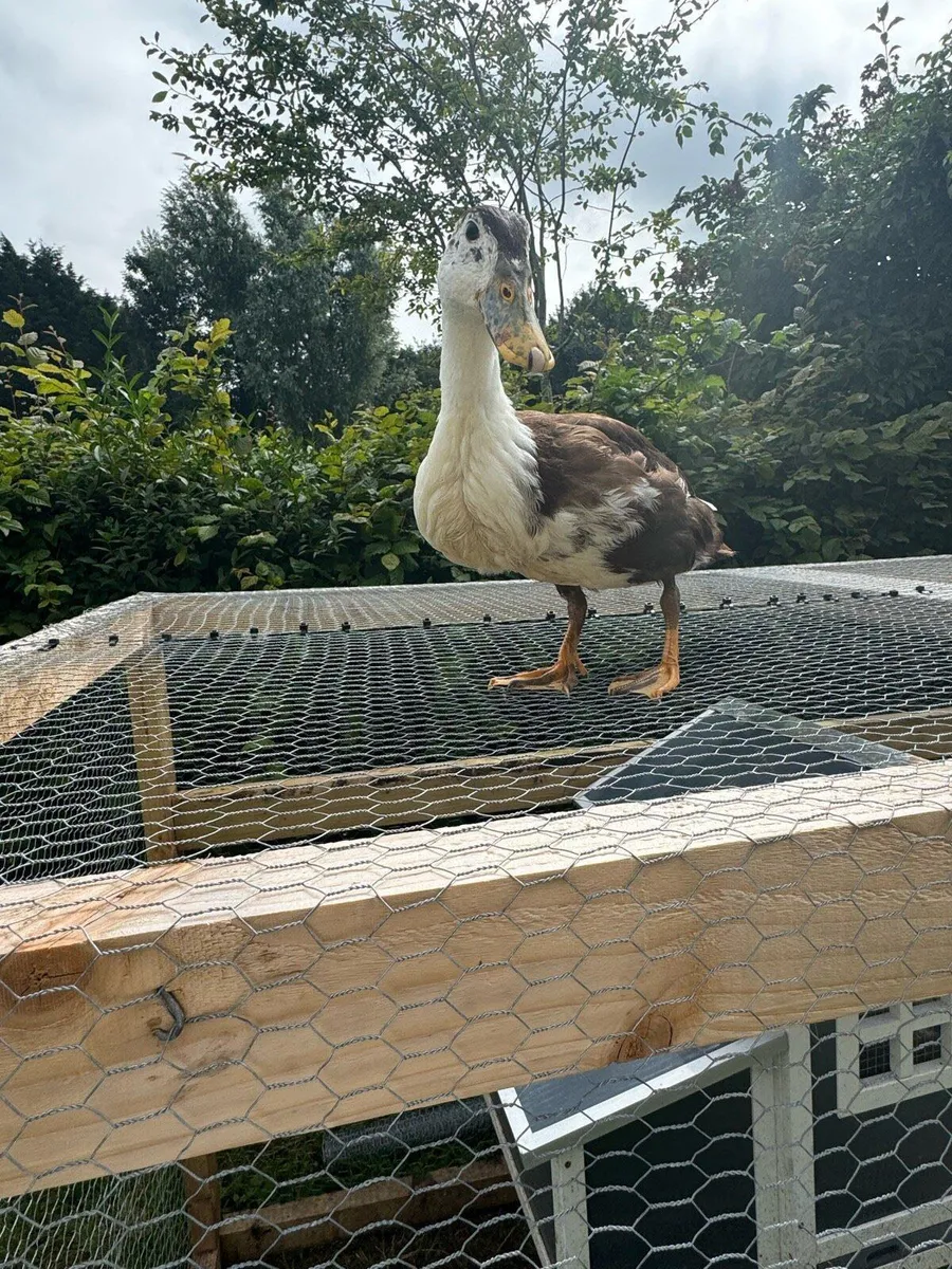 Ducks - Image 3