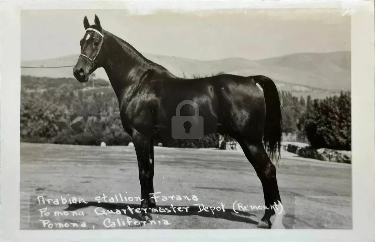 1940 Arabian Stallion Horse Farana Pomona CA RPPC - Image 1