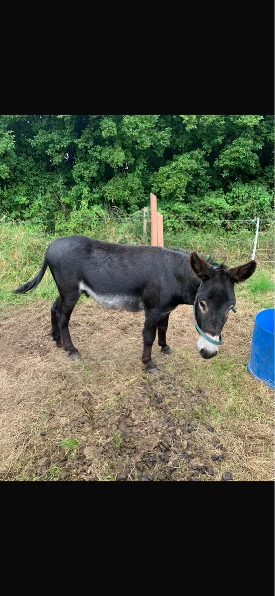 Donkey - Image 1