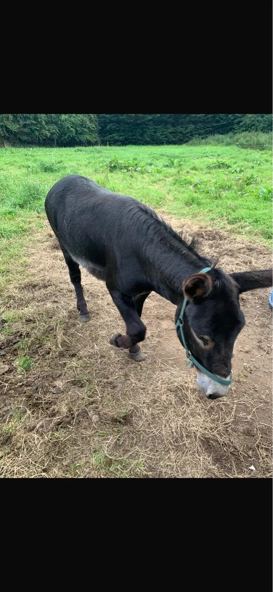 Donkey - Image 2