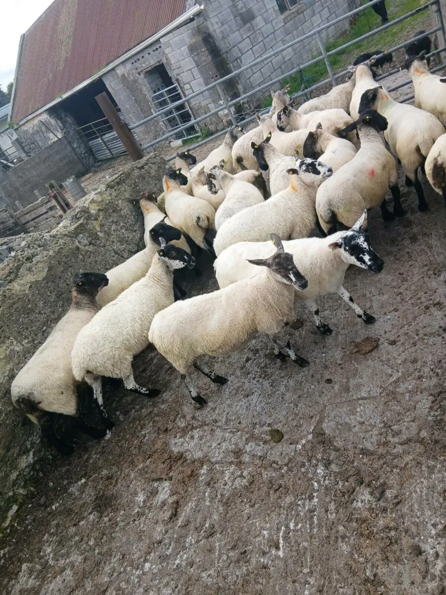 Ewes - Image 1
