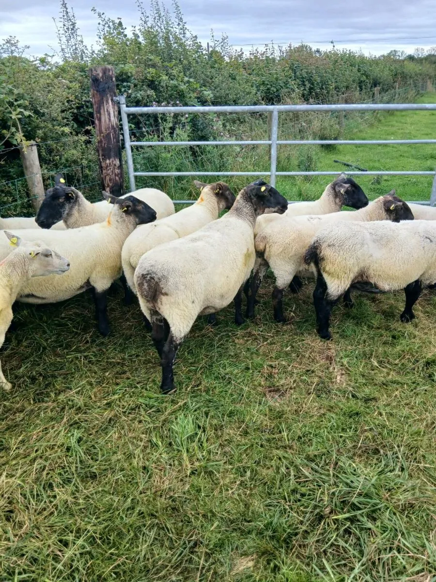 Ewes - Image 2