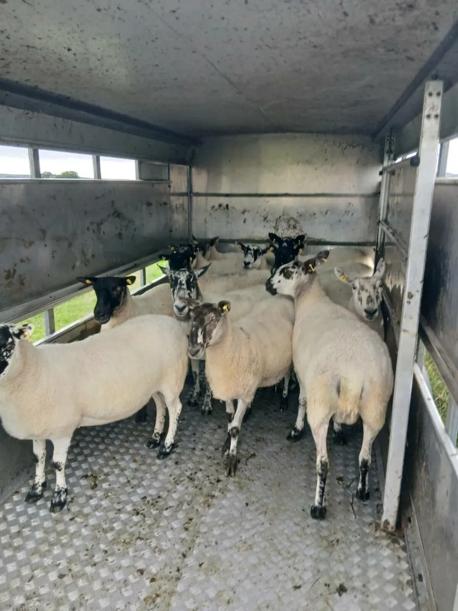 Ewes - Image 3