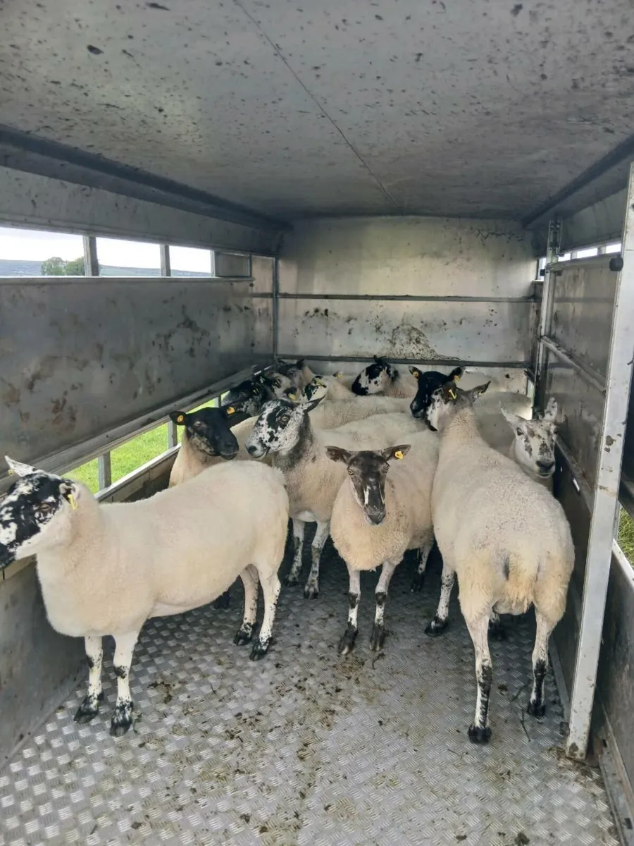 Ewes - Image 4