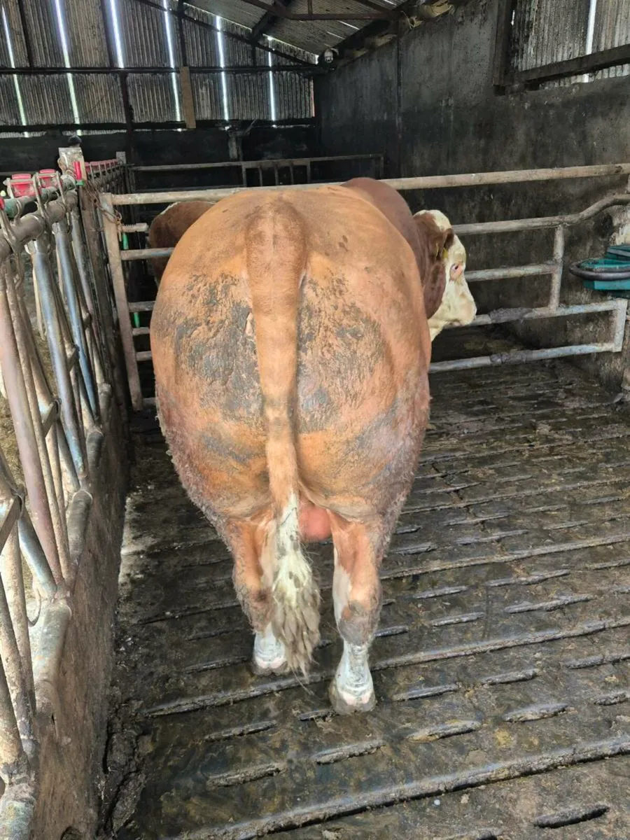 Pedigree Simmental Bull - Image 3