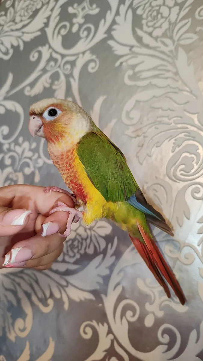 Hand Reared Baby Pineapple Conure - Image 1
