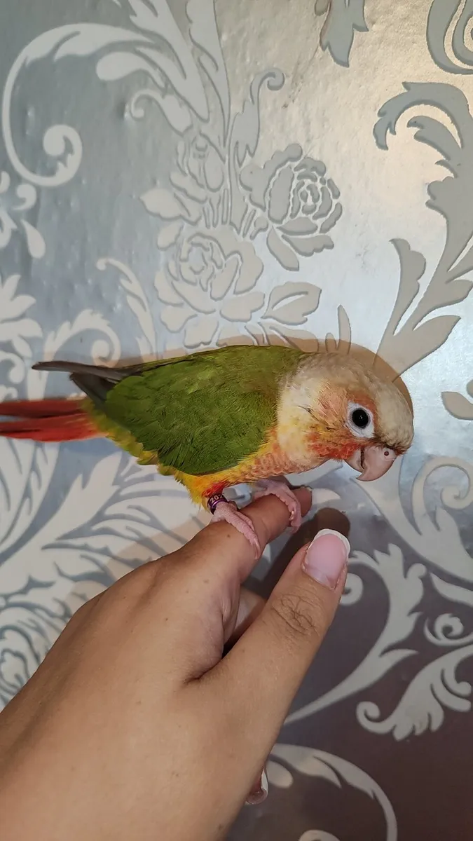 Hand Reared Baby Pineapple Conure - Image 3