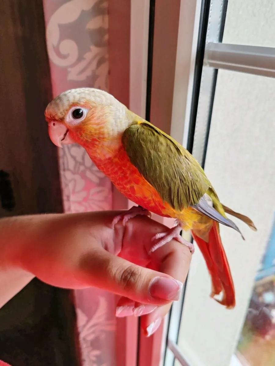 Hand Reared Baby Pineapple Conure - Image 4