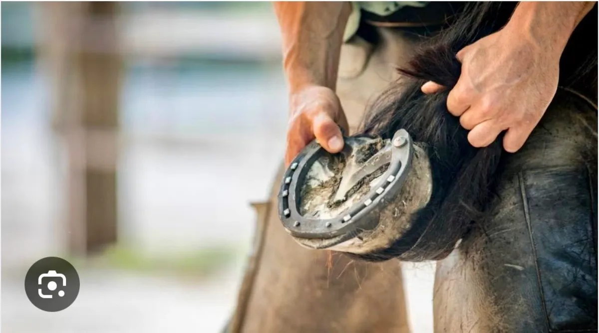 Farrier service