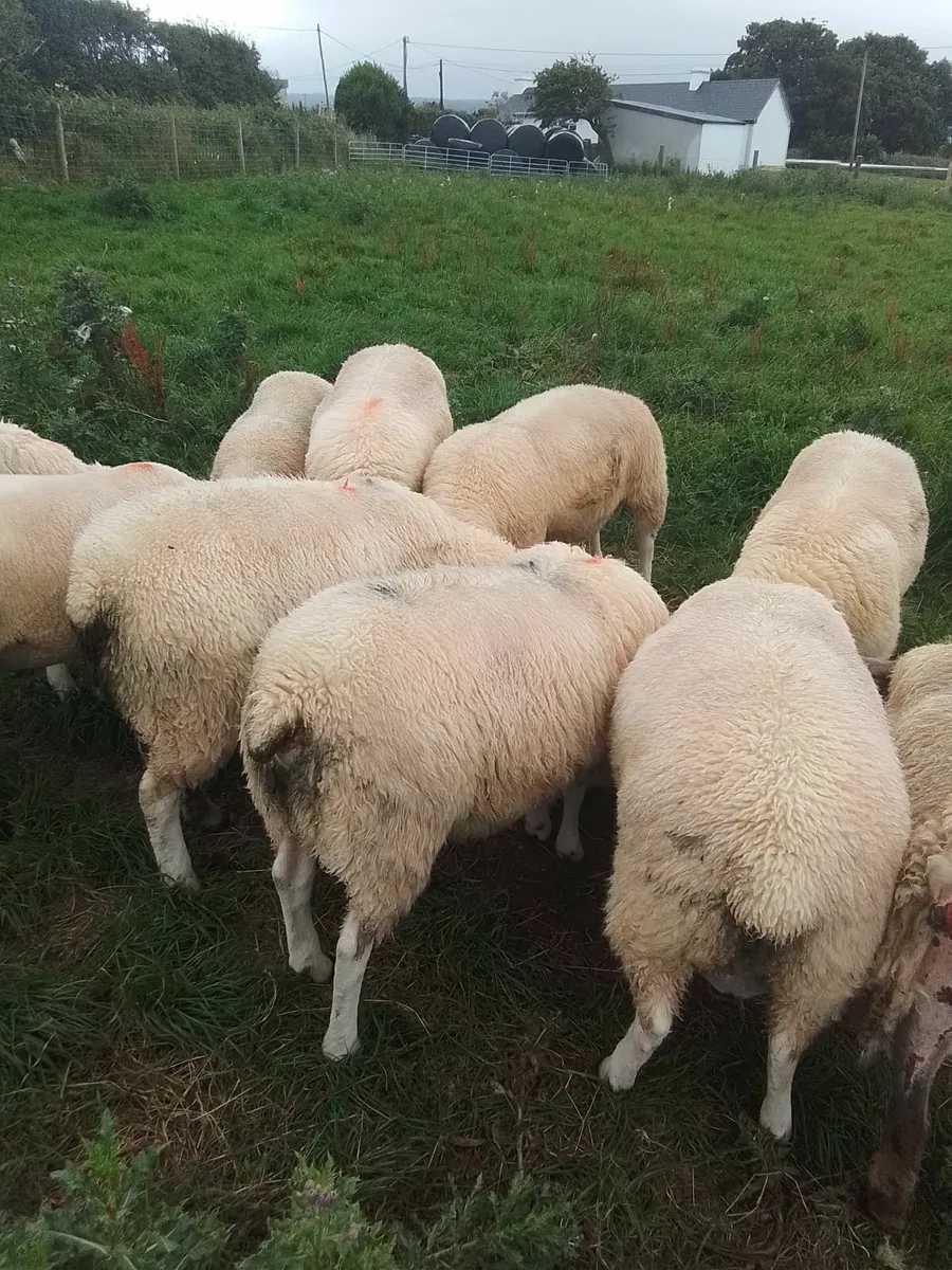 PB Belclare and Suffolk rams - Image 1