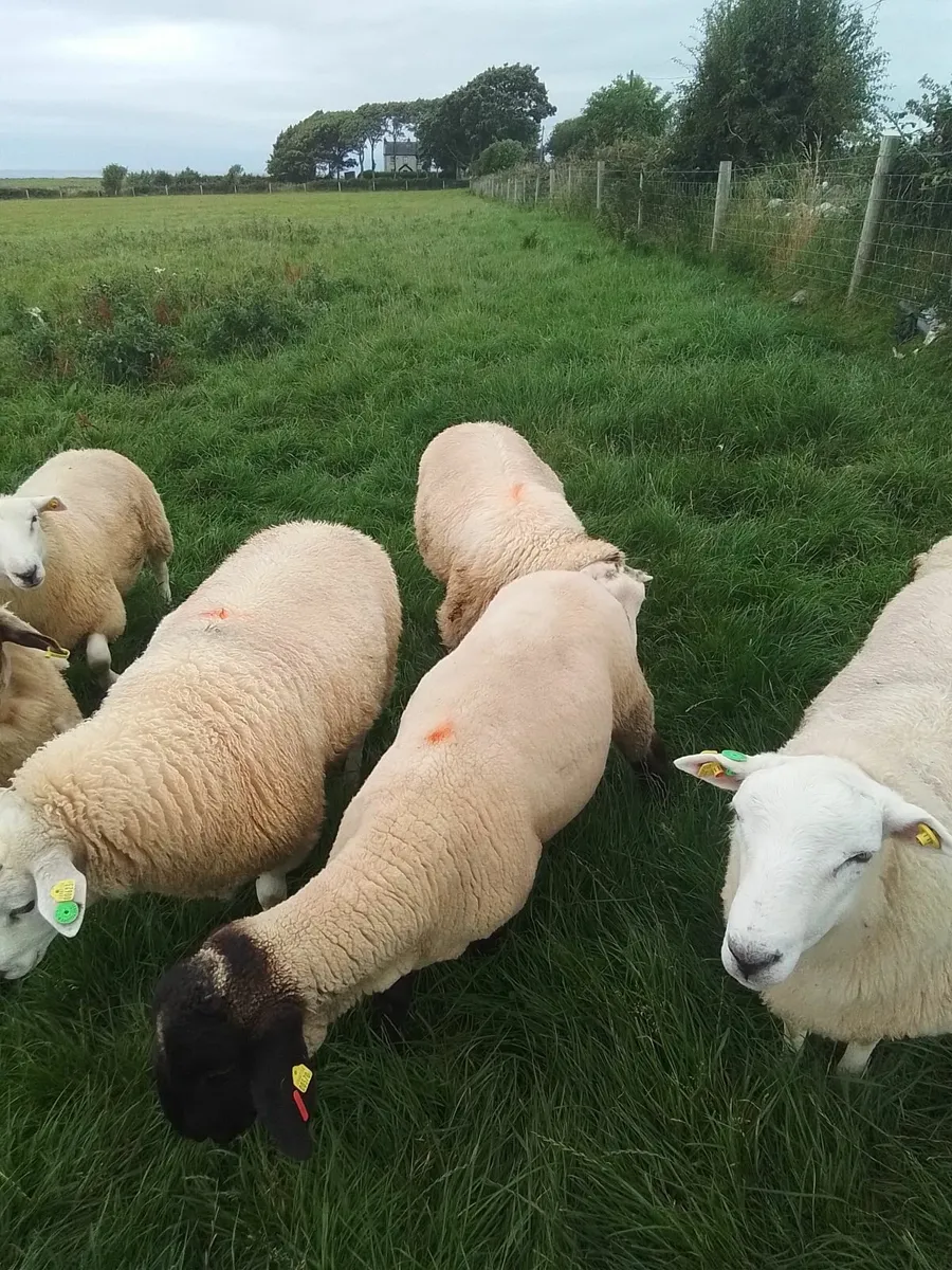 PB Belclare and Suffolk rams - Image 2