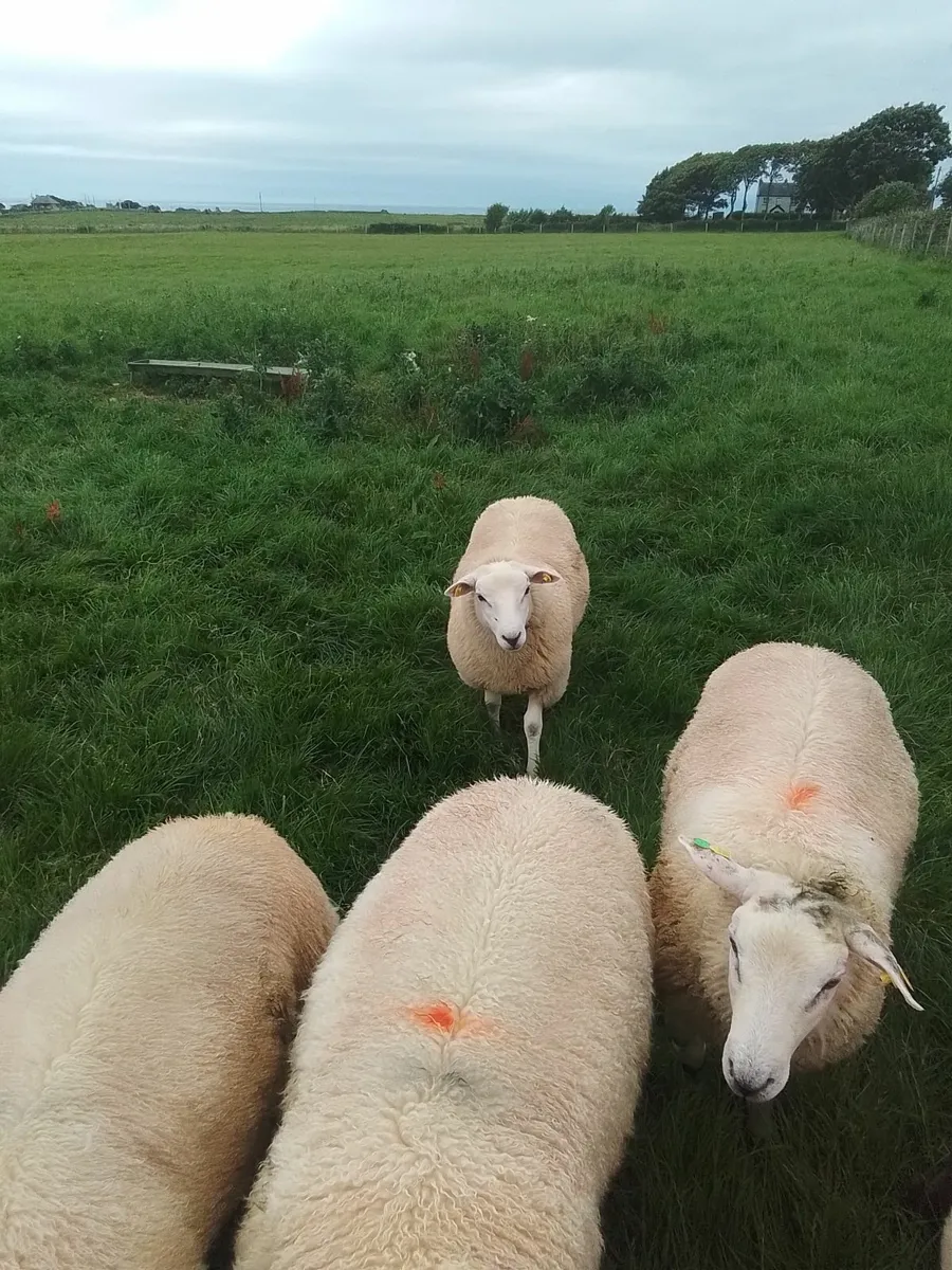 PB Belclare and Suffolk rams - Image 4