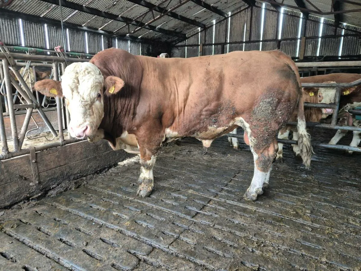 Pedigree Simmental Bull - Image 1