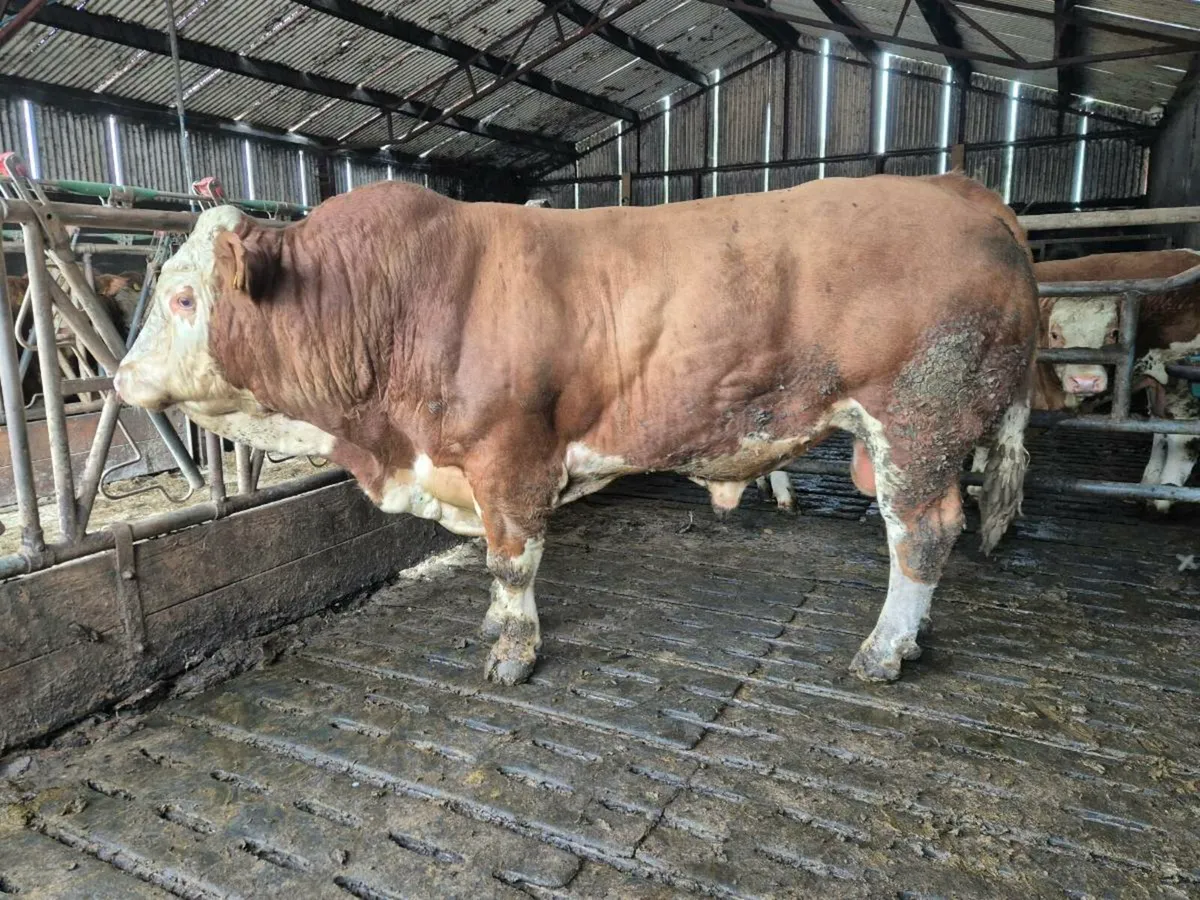 Pedigree Simmental Bull - Image 2