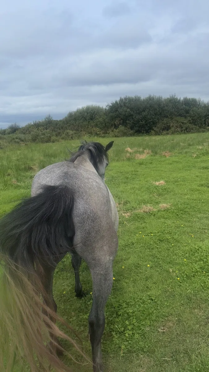 Connemara filly - Image 1