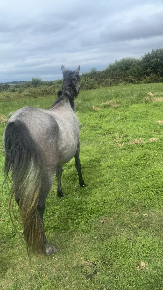 Connemara filly - Image 2