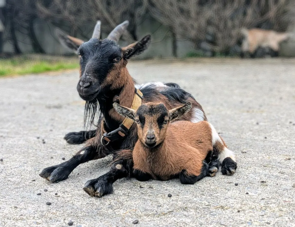 Wether Male Pygmy Goat - Image 1