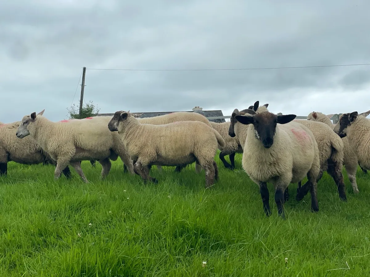 26 Ram Lambs - Image 1