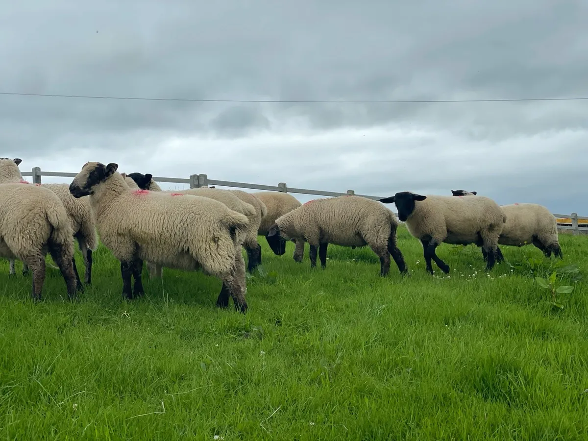 26 Ram Lambs - Image 2