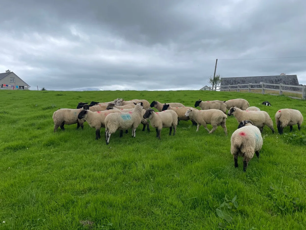 26 Ram Lambs - Image 3