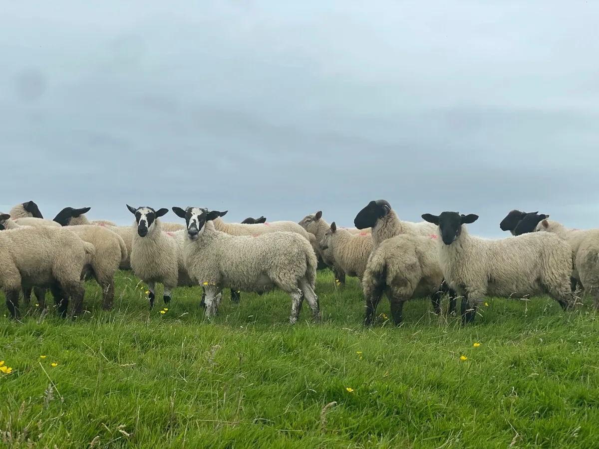 26 Ram Lambs - Image 4