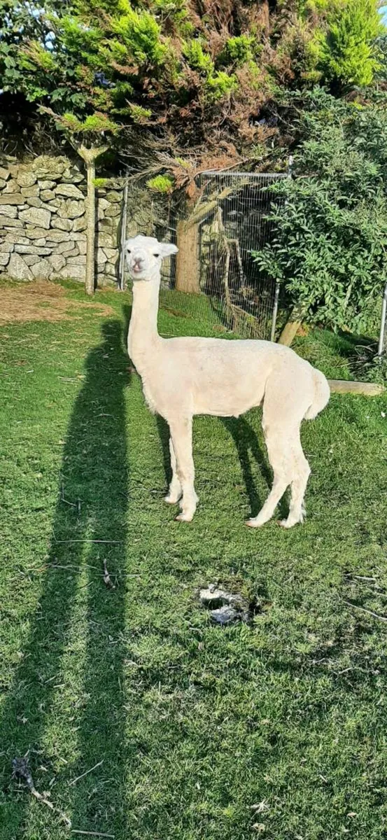 Alpacas - Image 3