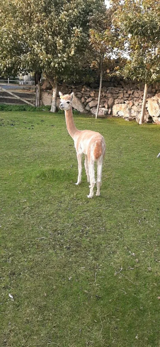 Alpacas - Image 4