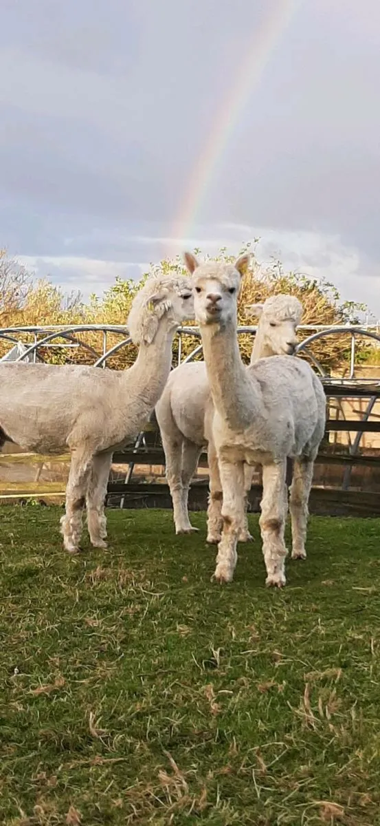 Alpacas - Image 2