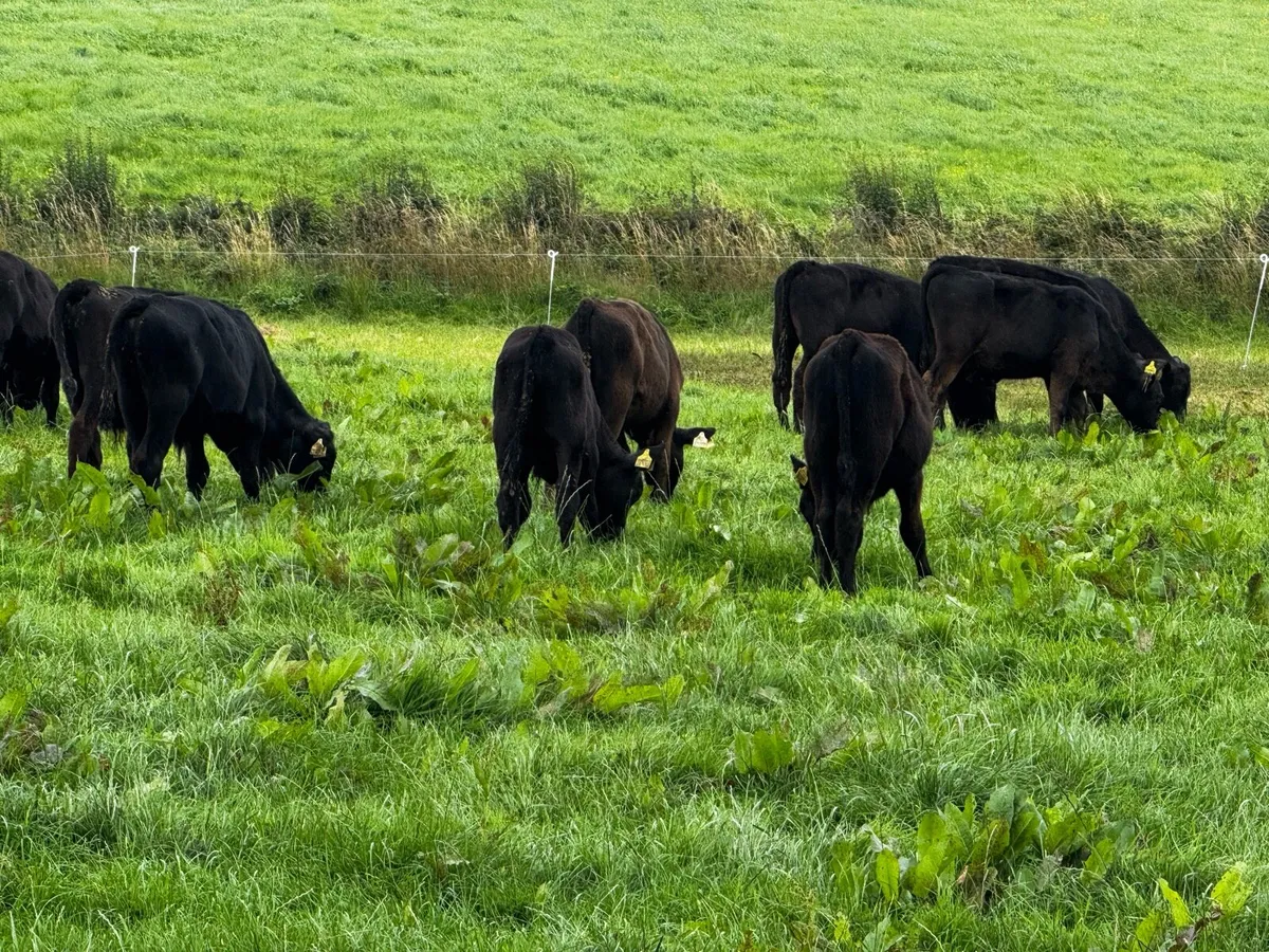 Strong Angus Bulls - Image 1