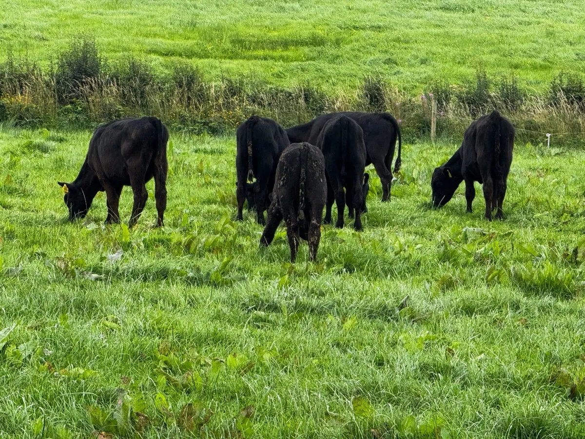 Strong Angus Bulls - Image 2