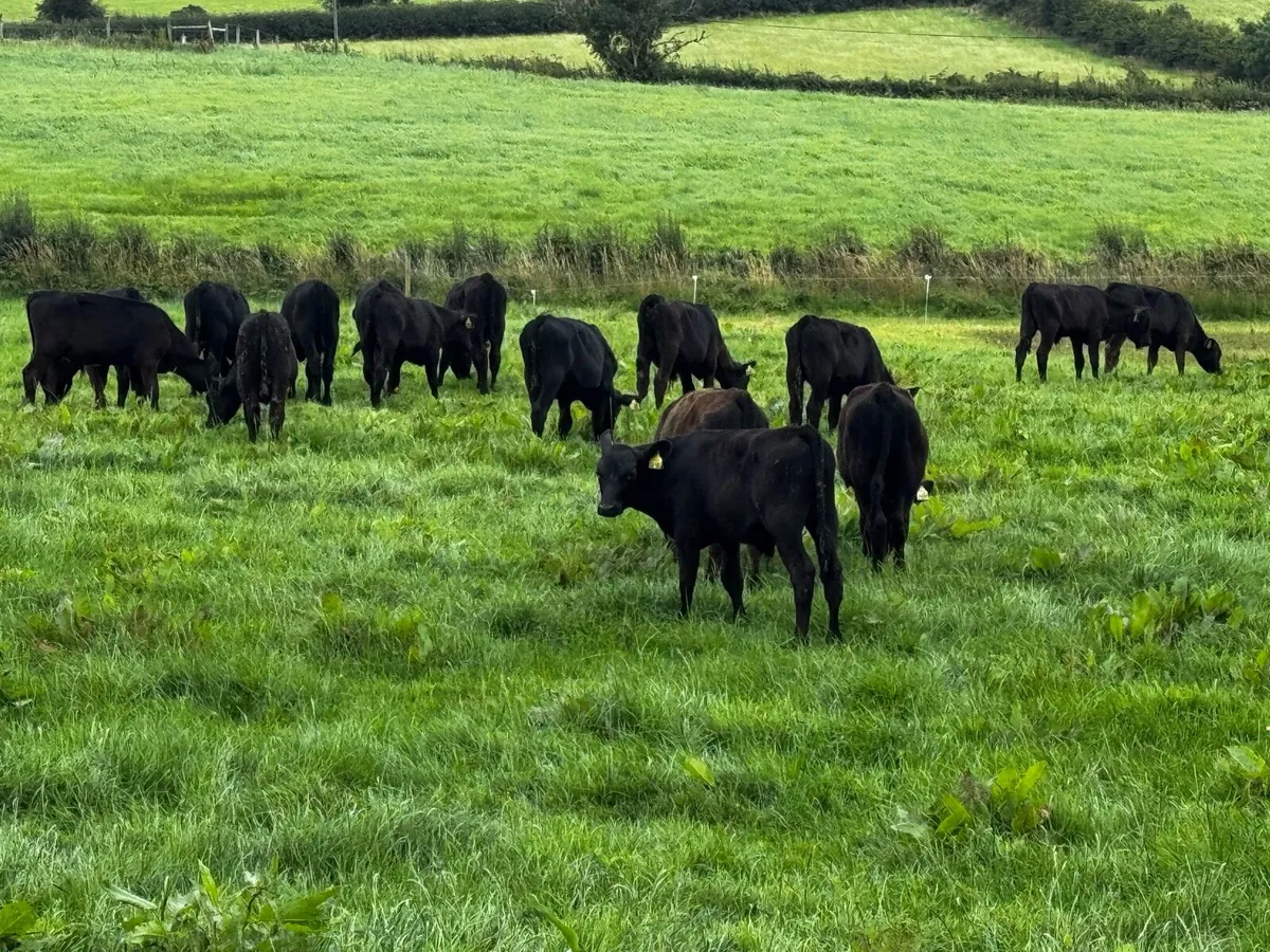 Strong Angus Bulls - Image 3