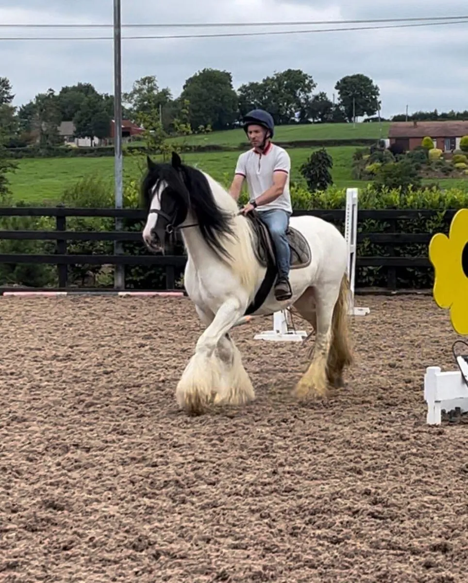 Stunning cob ‘CHARLIE’ - Image 2