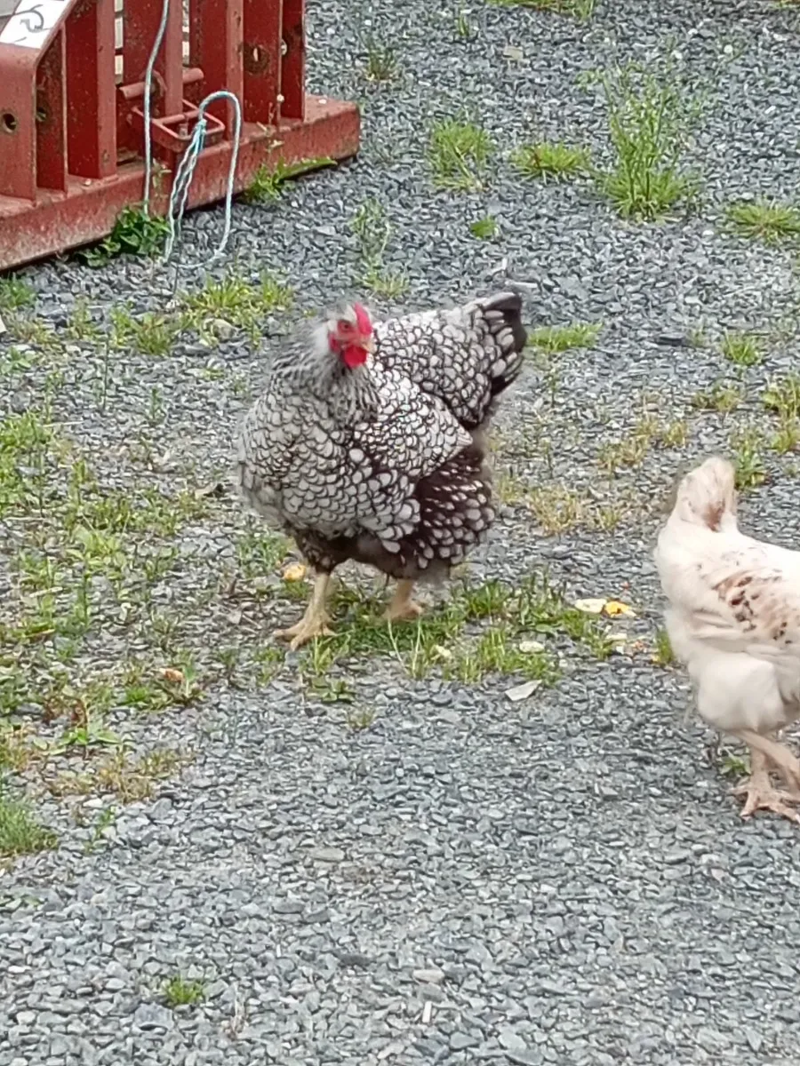 Wyandotte hen - Image 3