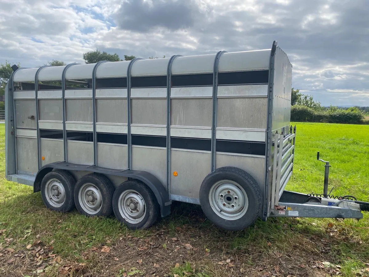 14ft Ifor Williams sheep trailer - Image 1