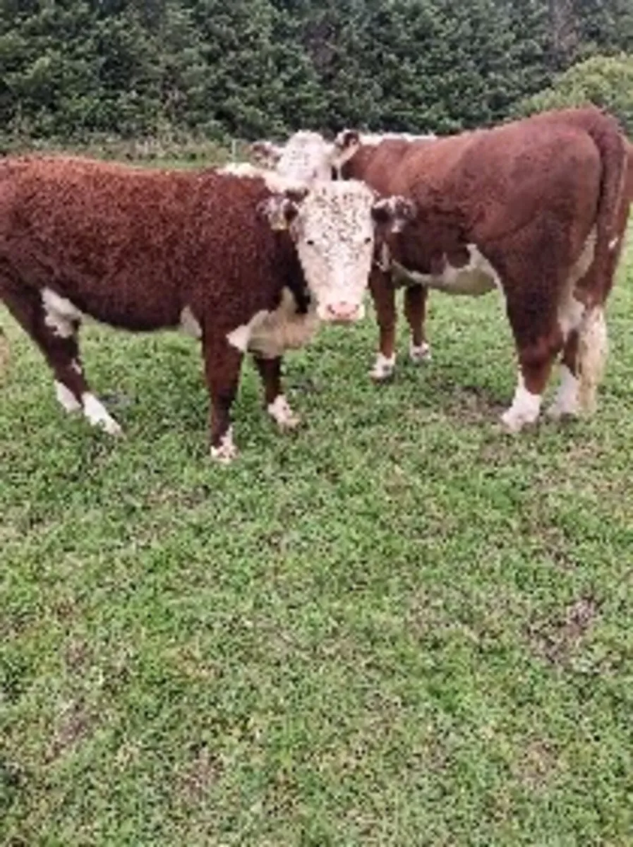 In calf heffers - Image 1