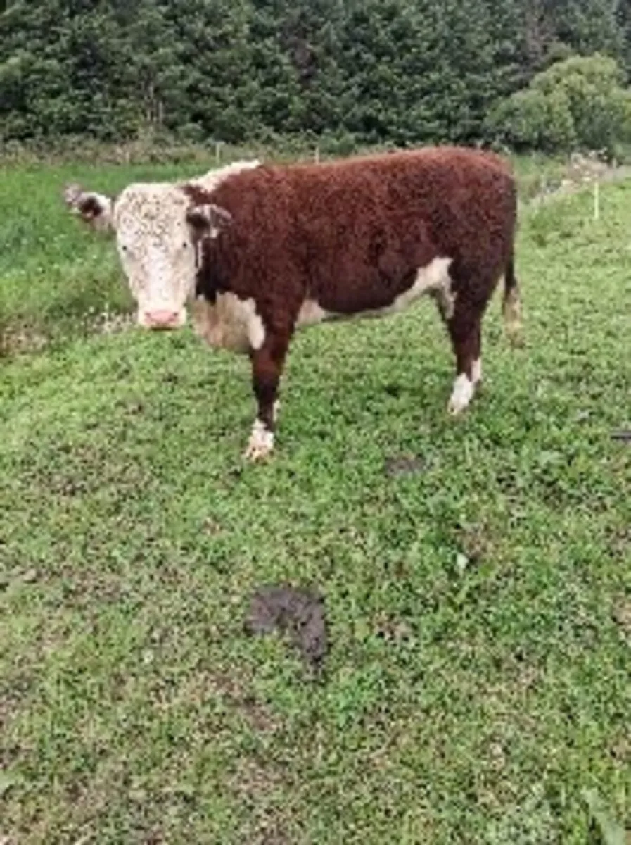 In calf heffers - Image 2