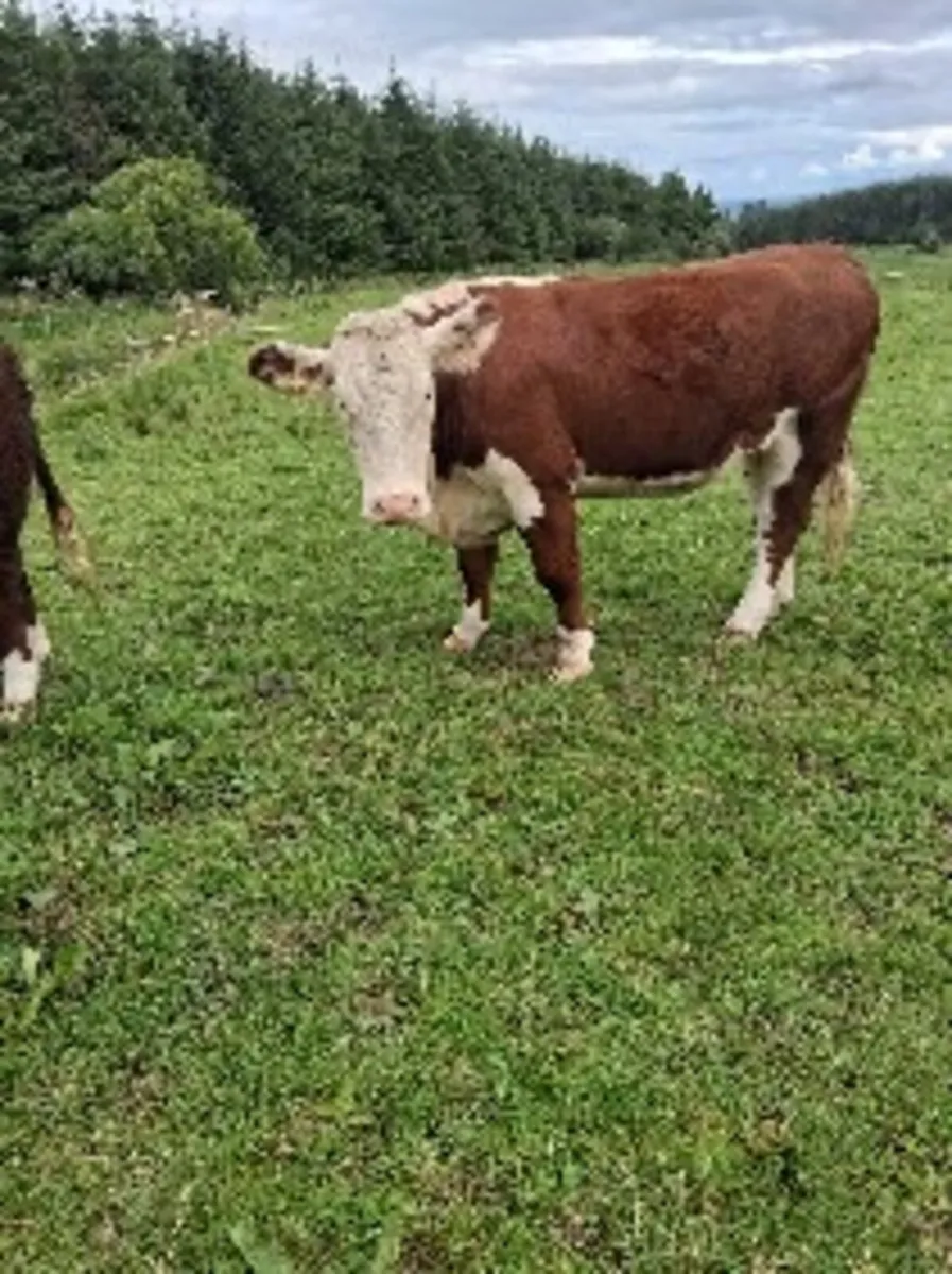 In calf heffers - Image 3