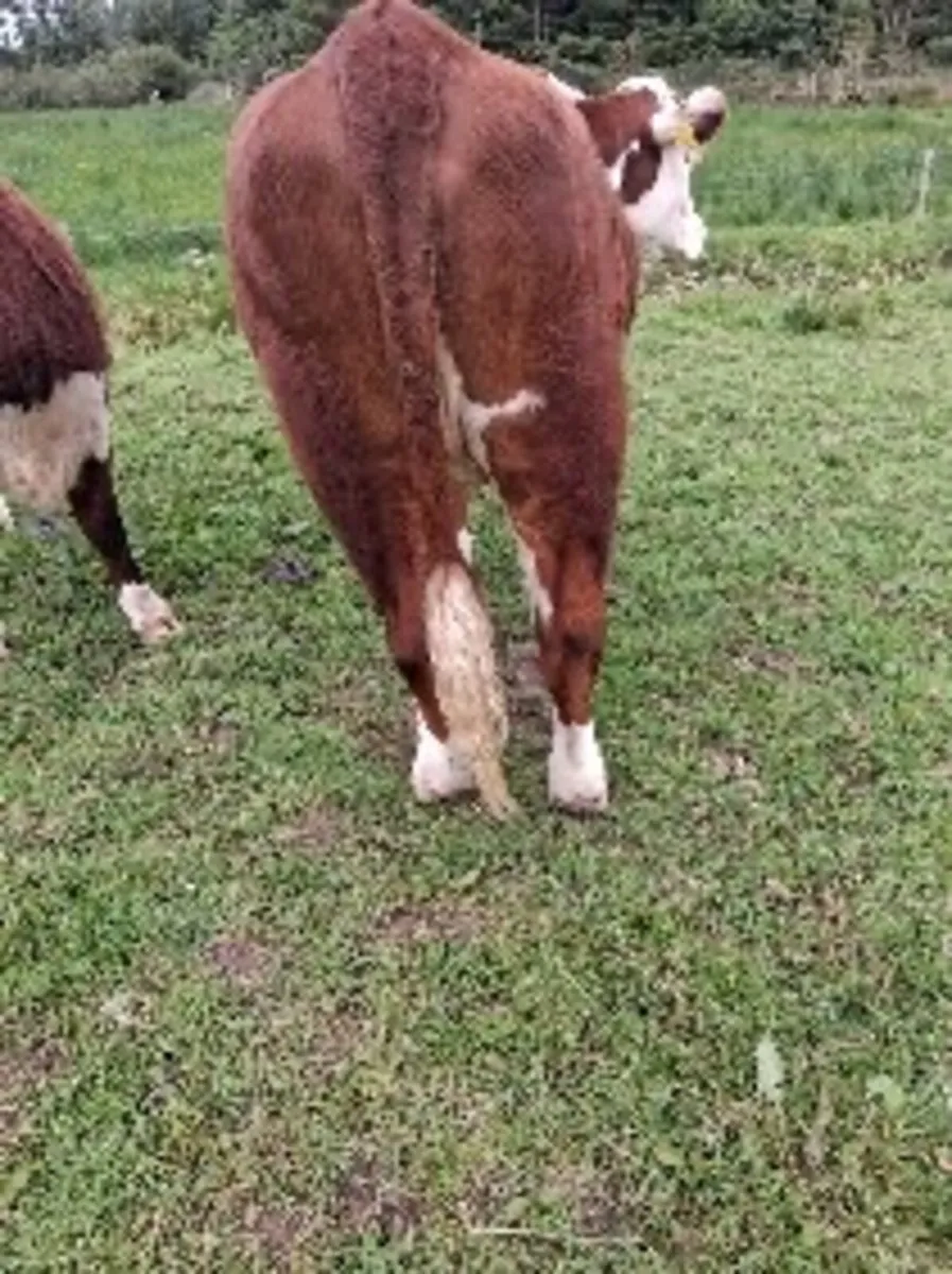 In calf heffers - Image 4