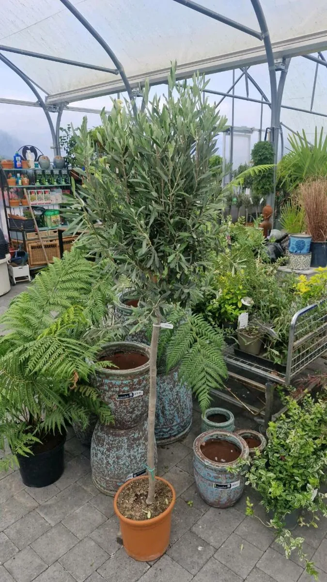 Olive tree - Image 2