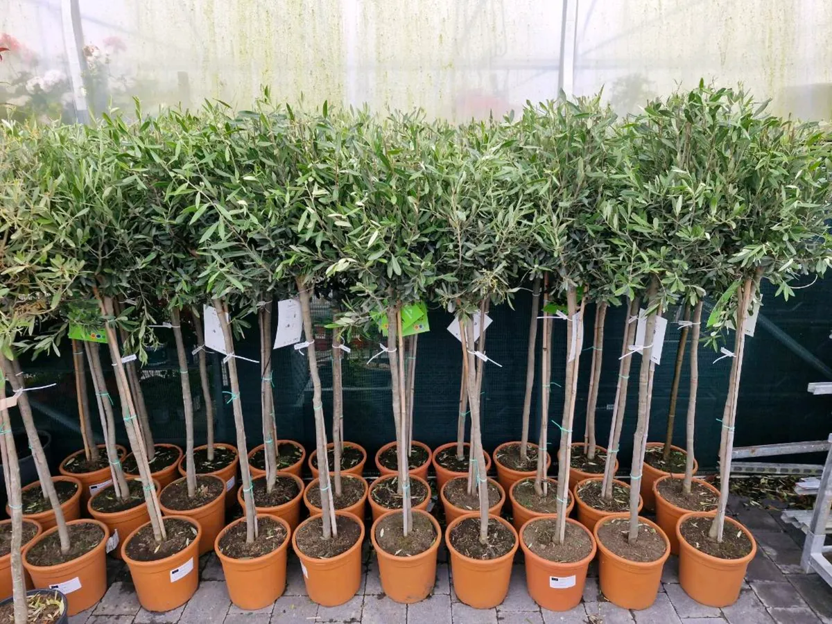 Olive tree - Image 3