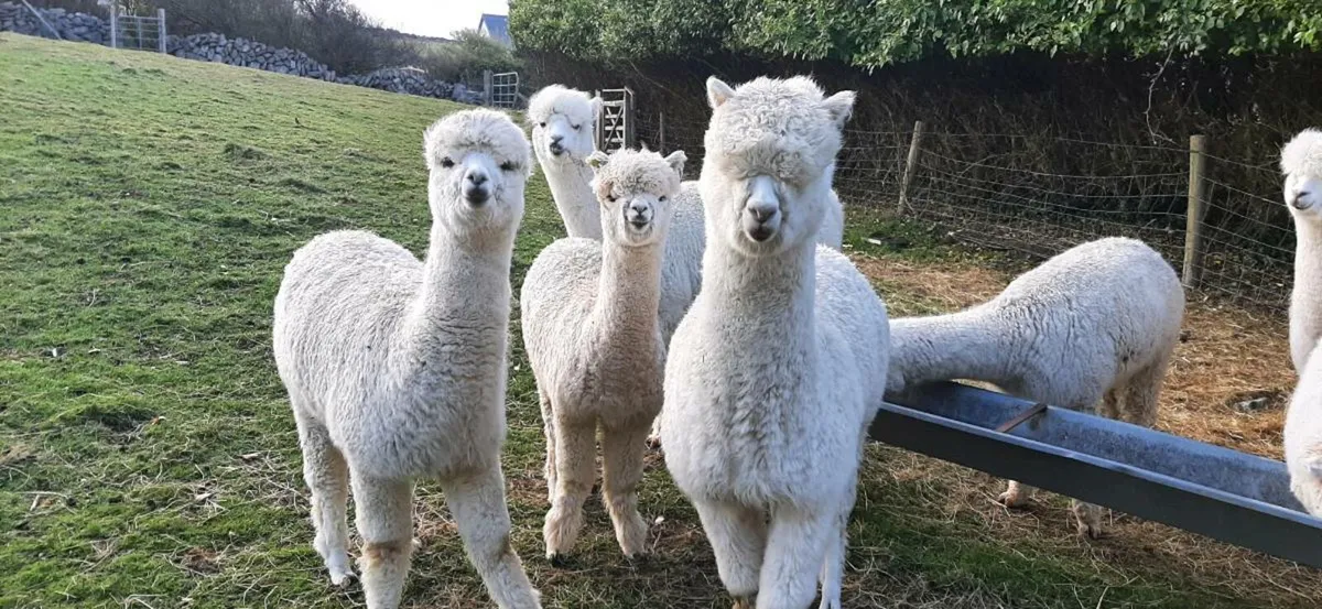 Alpacas - Image 1