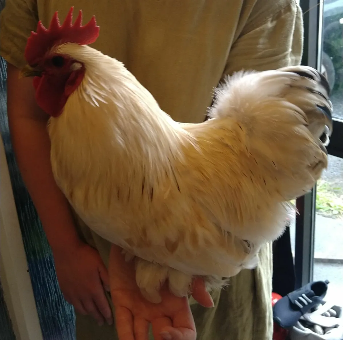 Poultry - Image 1