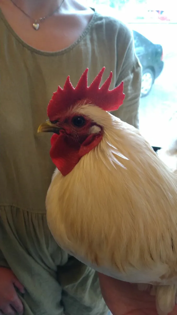 Poultry - Image 2
